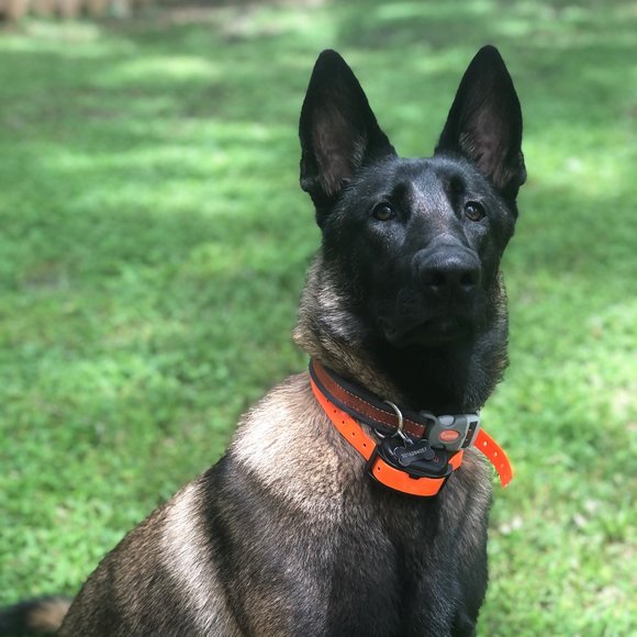 Meet your Posher, Christy - Picture 2 of 3